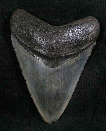Beautiful Megalodon Tooth - Serrated #8087